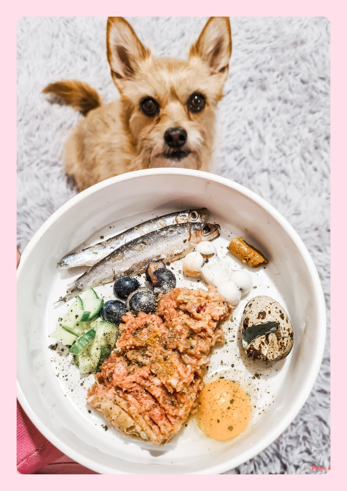 The Ultimate Raw Feeding Guide for Dogs My Pet Nutritionist