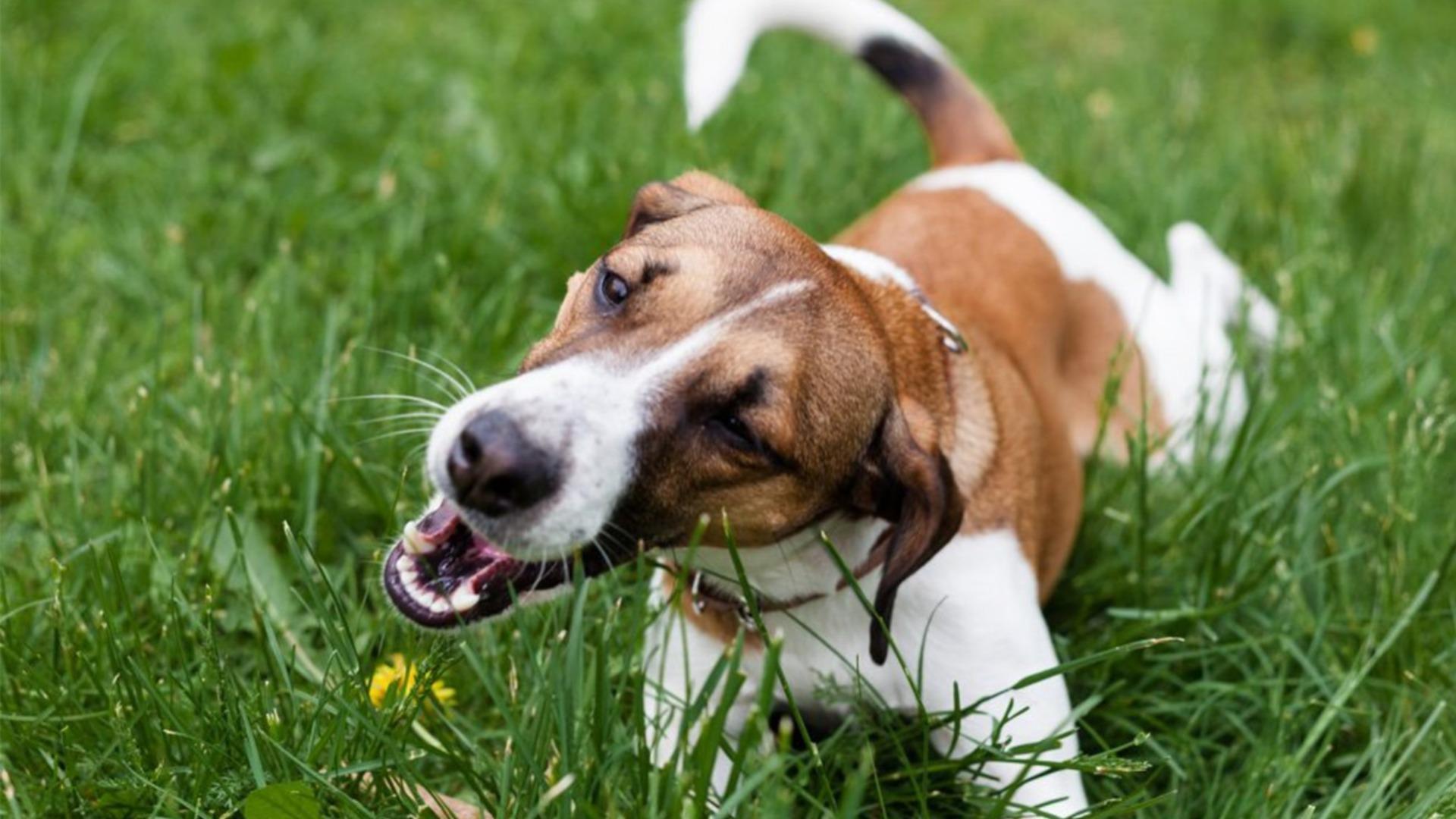 Why do store chihuahuas eat grass