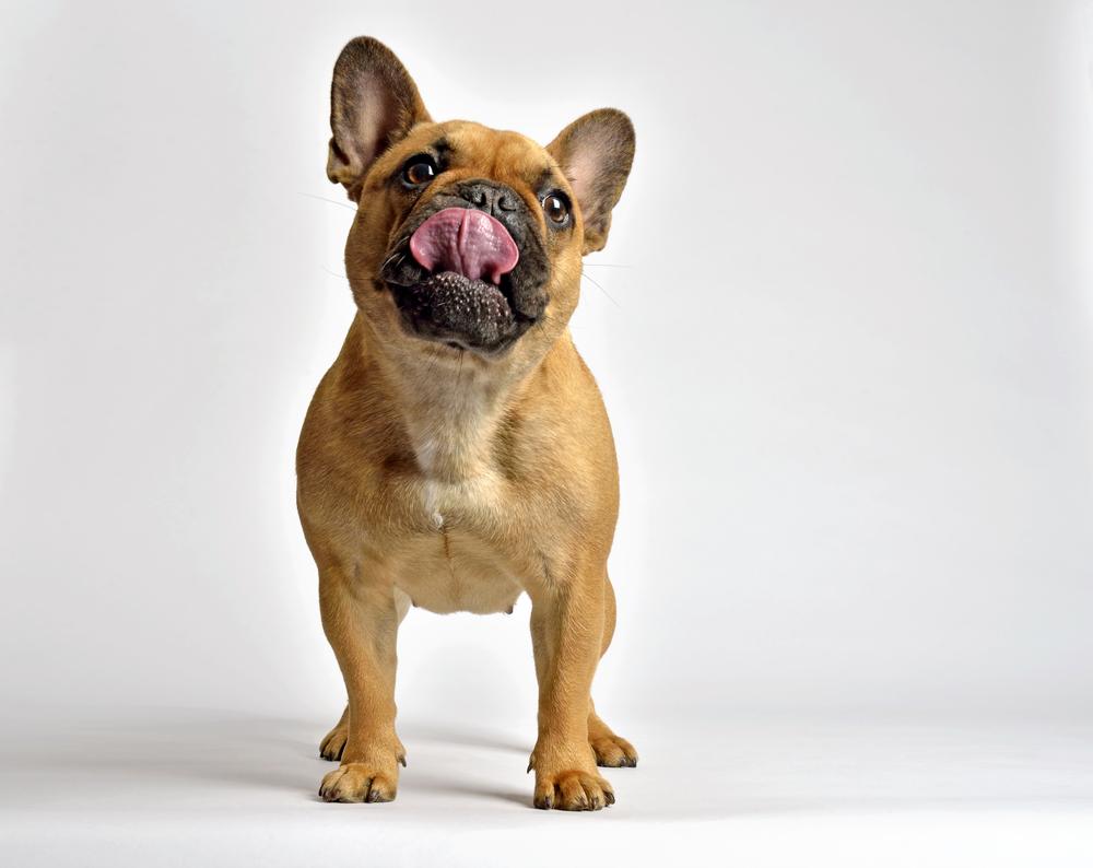 why does my french bulldog keep licking everything? 2