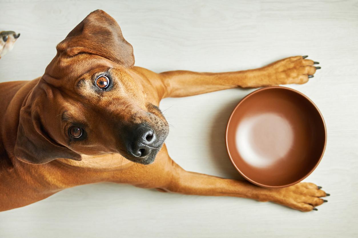 7 Top Reasons to use Clay in your Dog's Diet Regime - My Pet