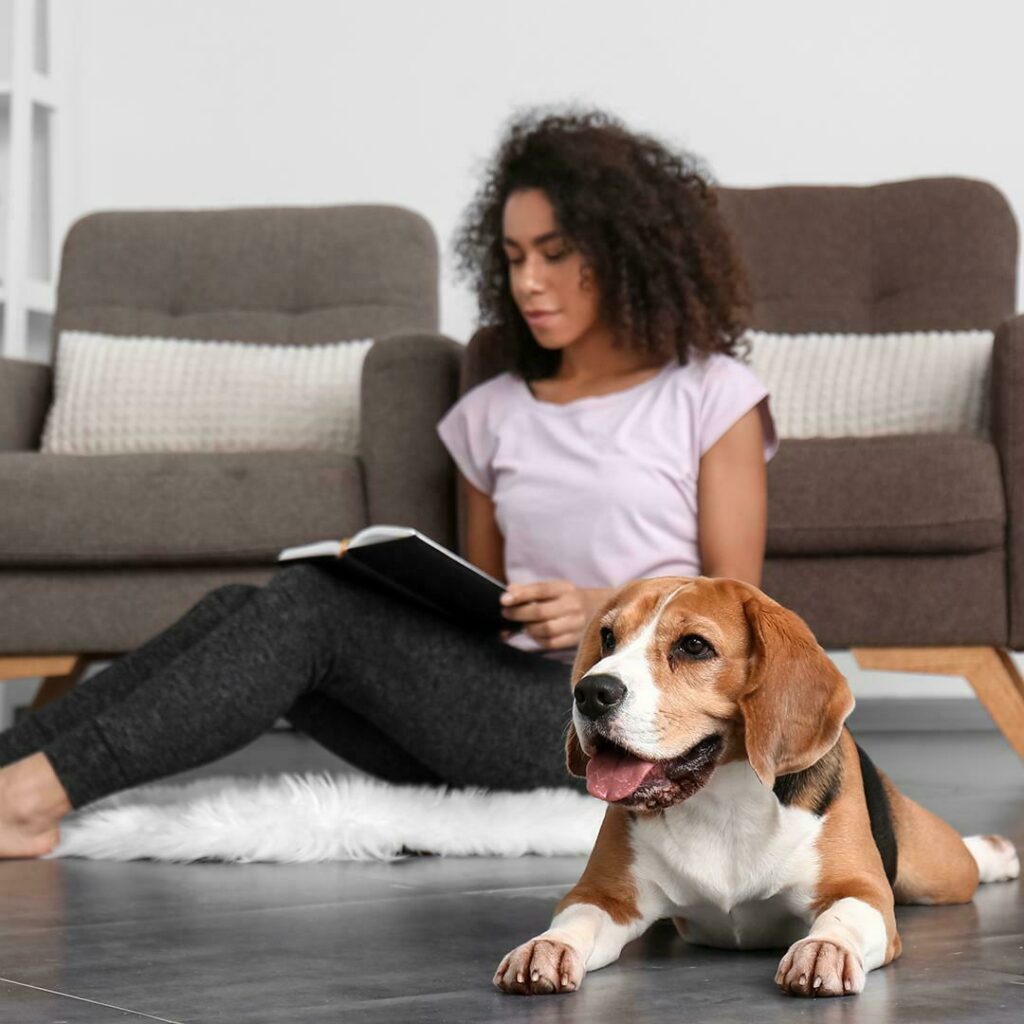 View of 4 Superfoods for Liver Health in Dogs - My Pet Nutritionist