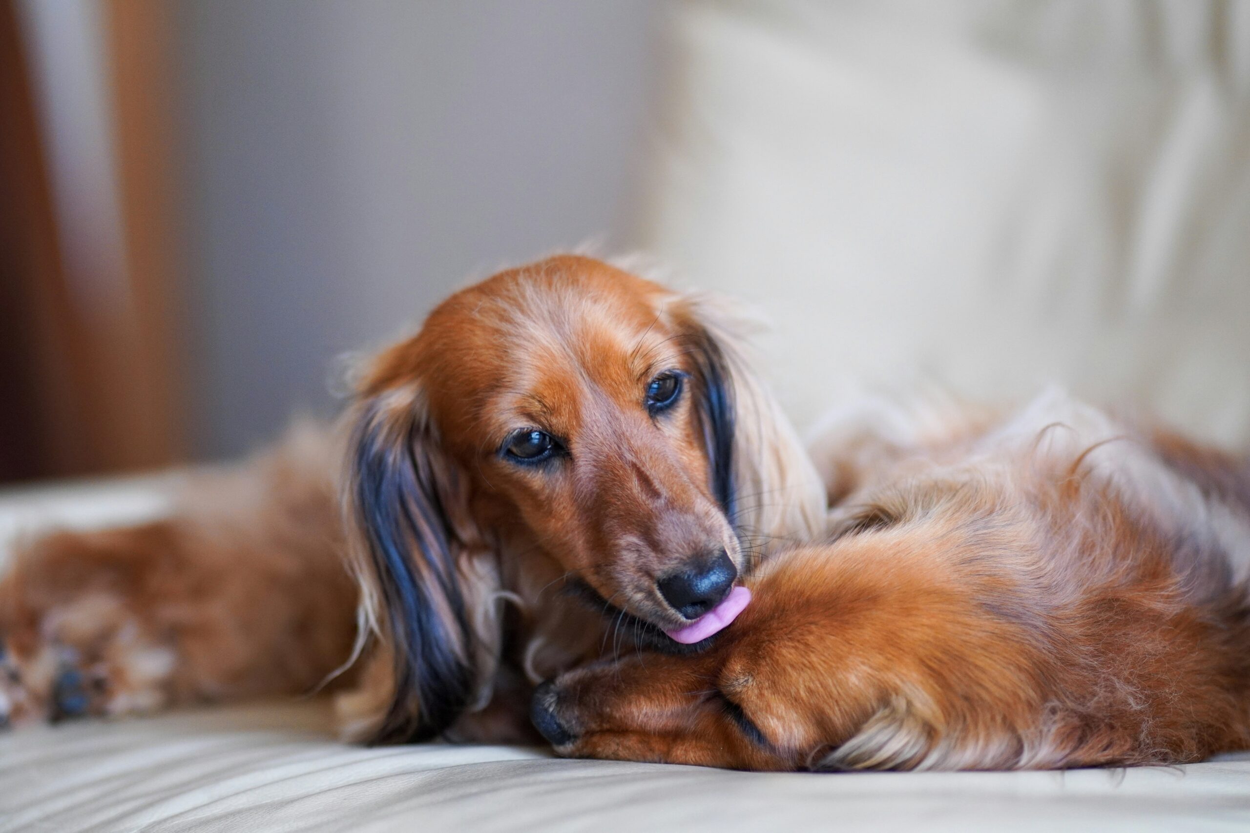 The Connection Between Leaky Gut and Autoimmunity – Part 1