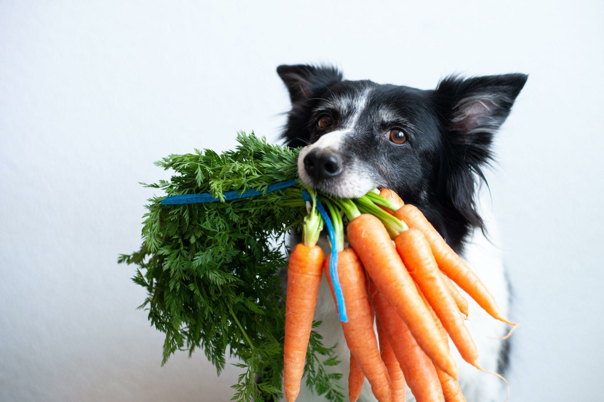 is pumpkin good for dogs with ibs
