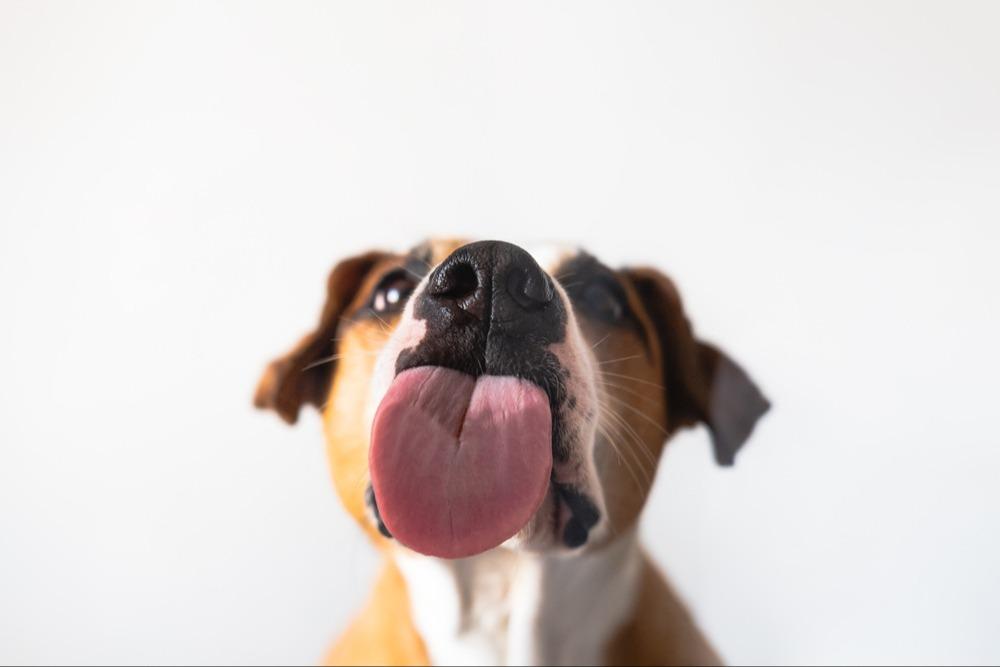 How to Manage Excessive Licking in Dogs
