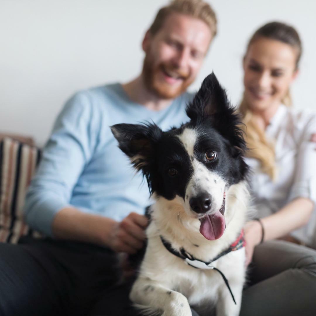 Commercial Development My Pet Nutritionist commercial-development-my-pet-nutritionist