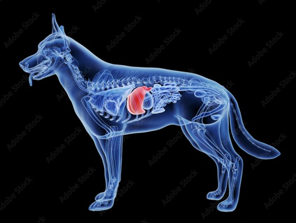How to Support Liver Health in Your Dog