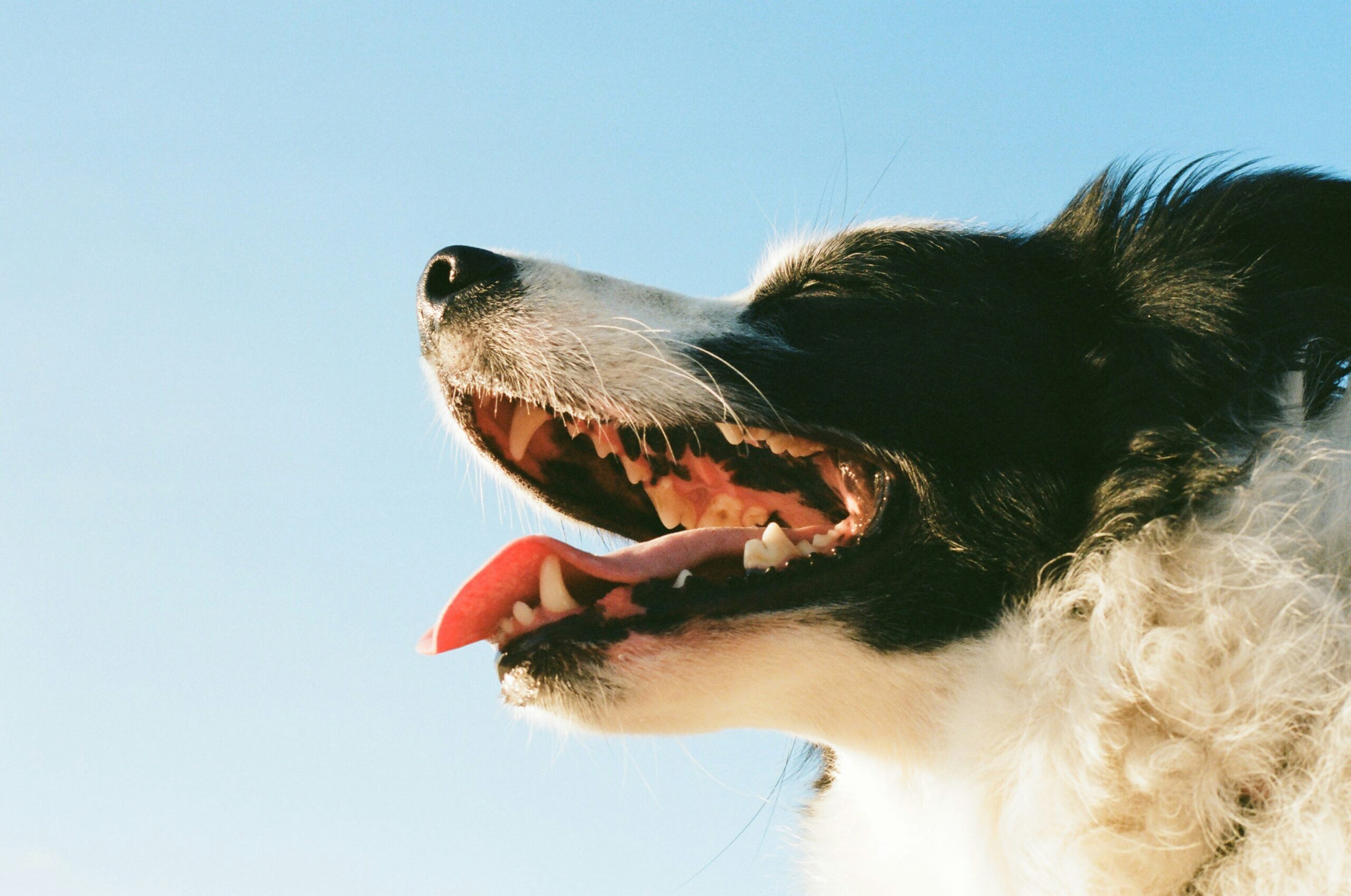 What to do if Your Pet Needs Dental Surgery