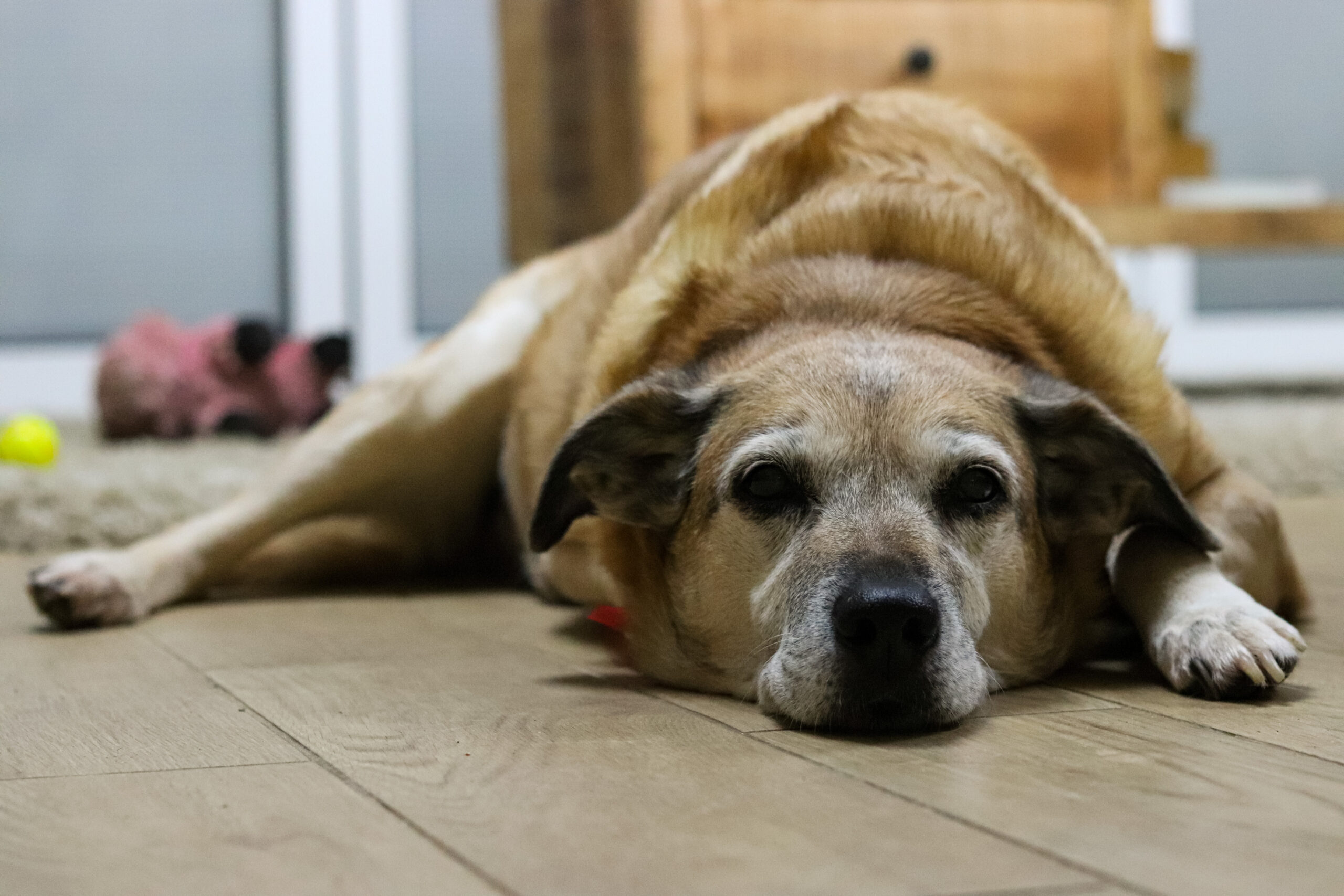 Do Dogs Get Dementia?