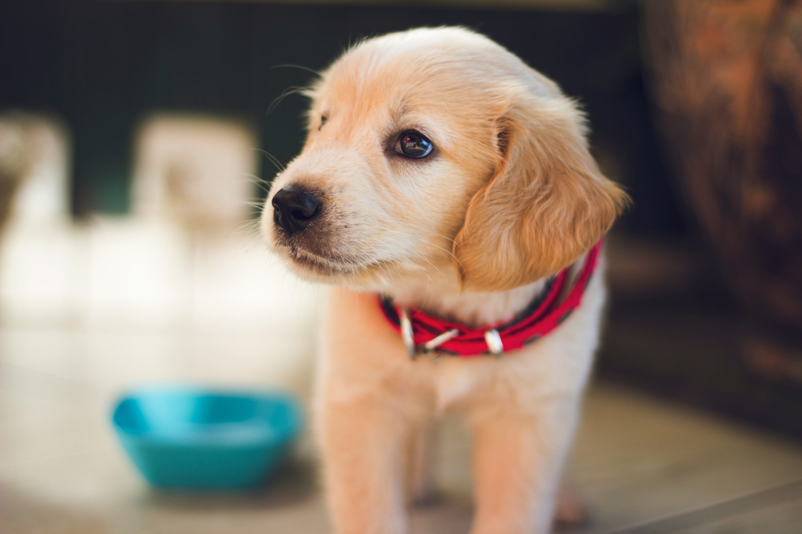 Help! My Puppy Has Puppy Strangles!