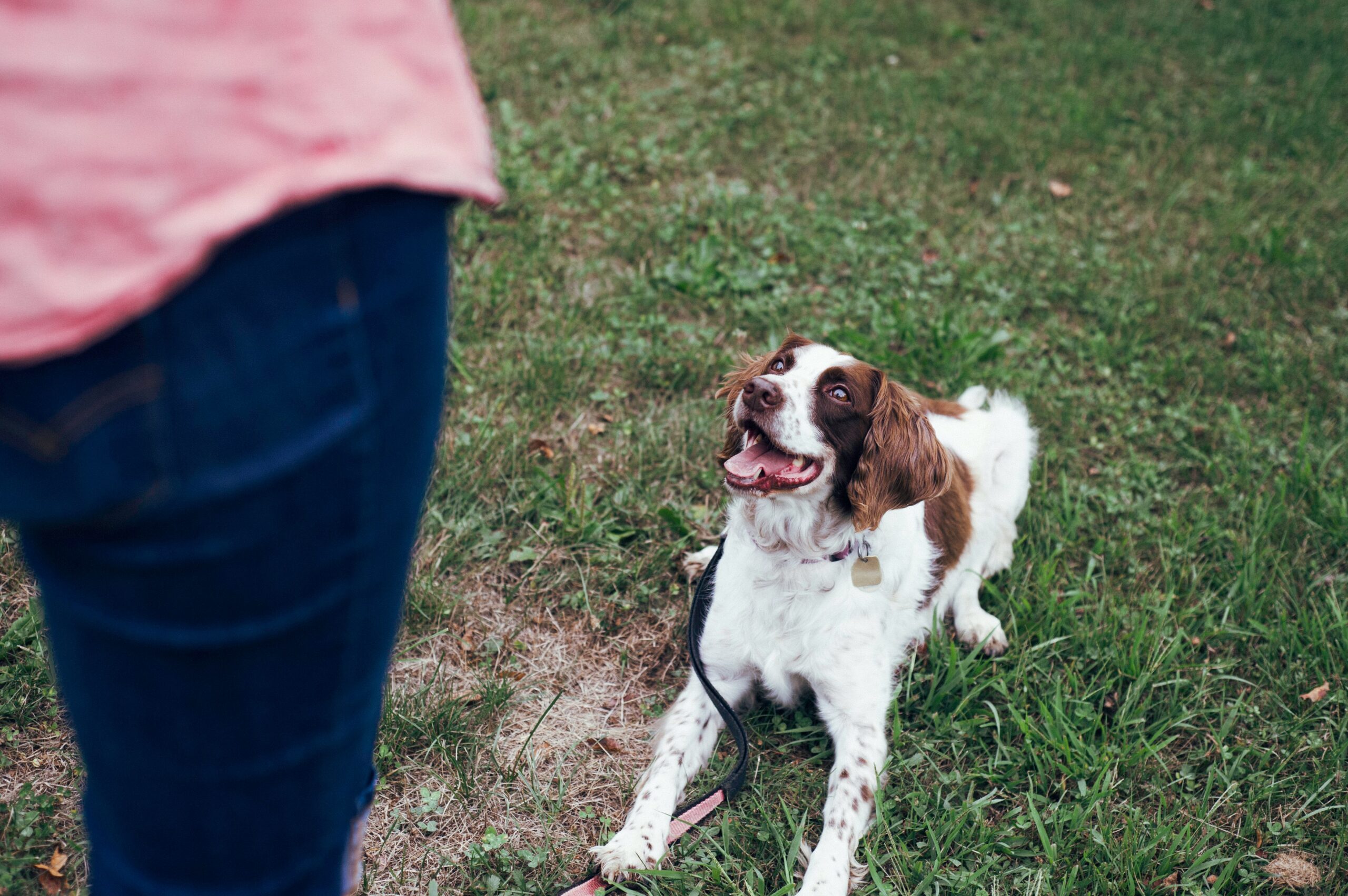 How to Find the Right Behaviourist for You and Your Dog
