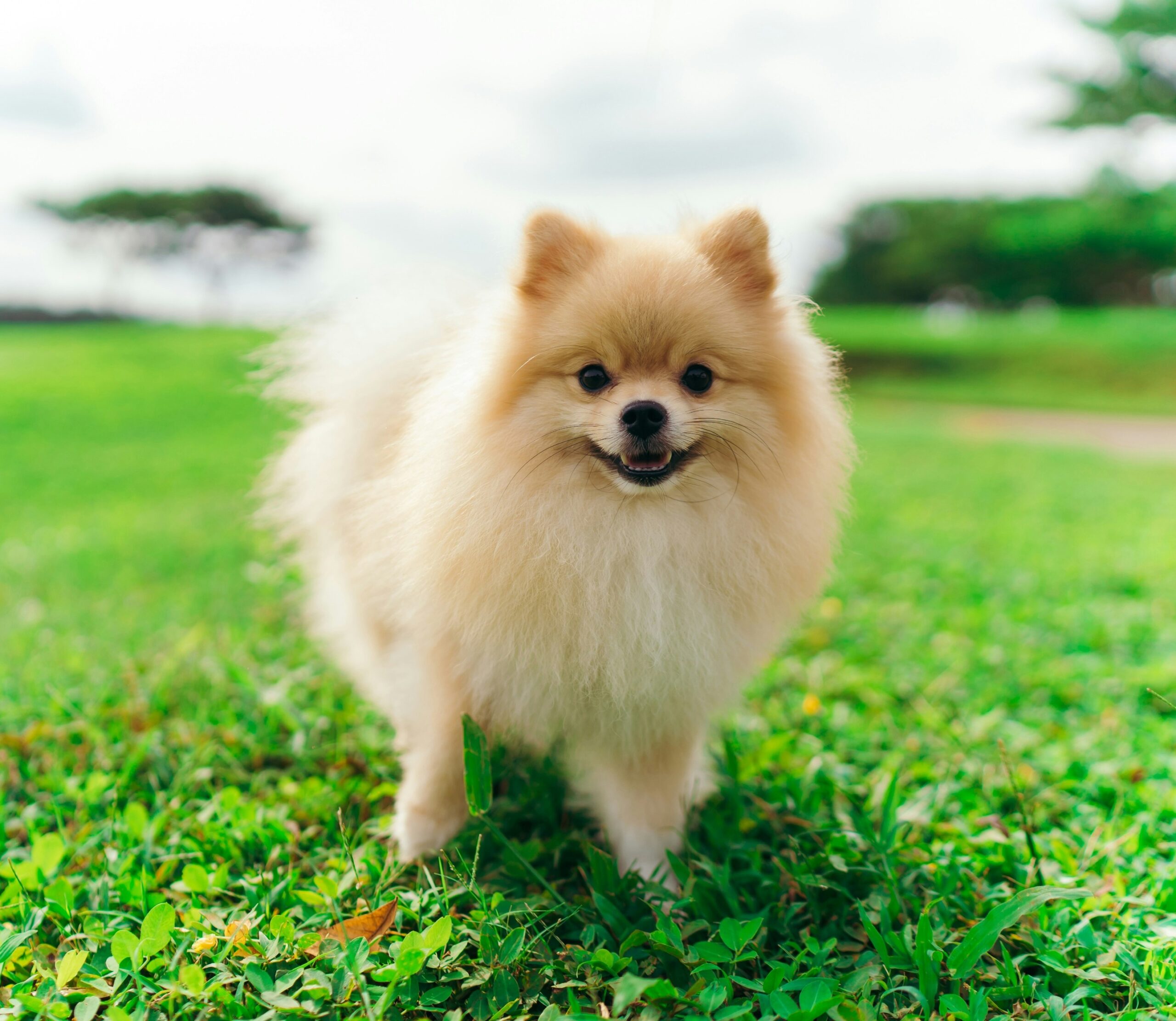 How to Support a Healthy Gallbladder in Pets