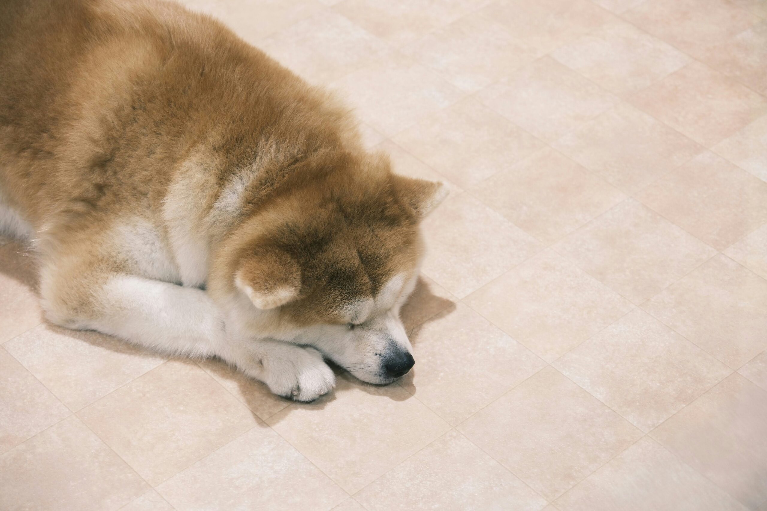 Do Food Intolerances Cause Inflammation in Your Pet?