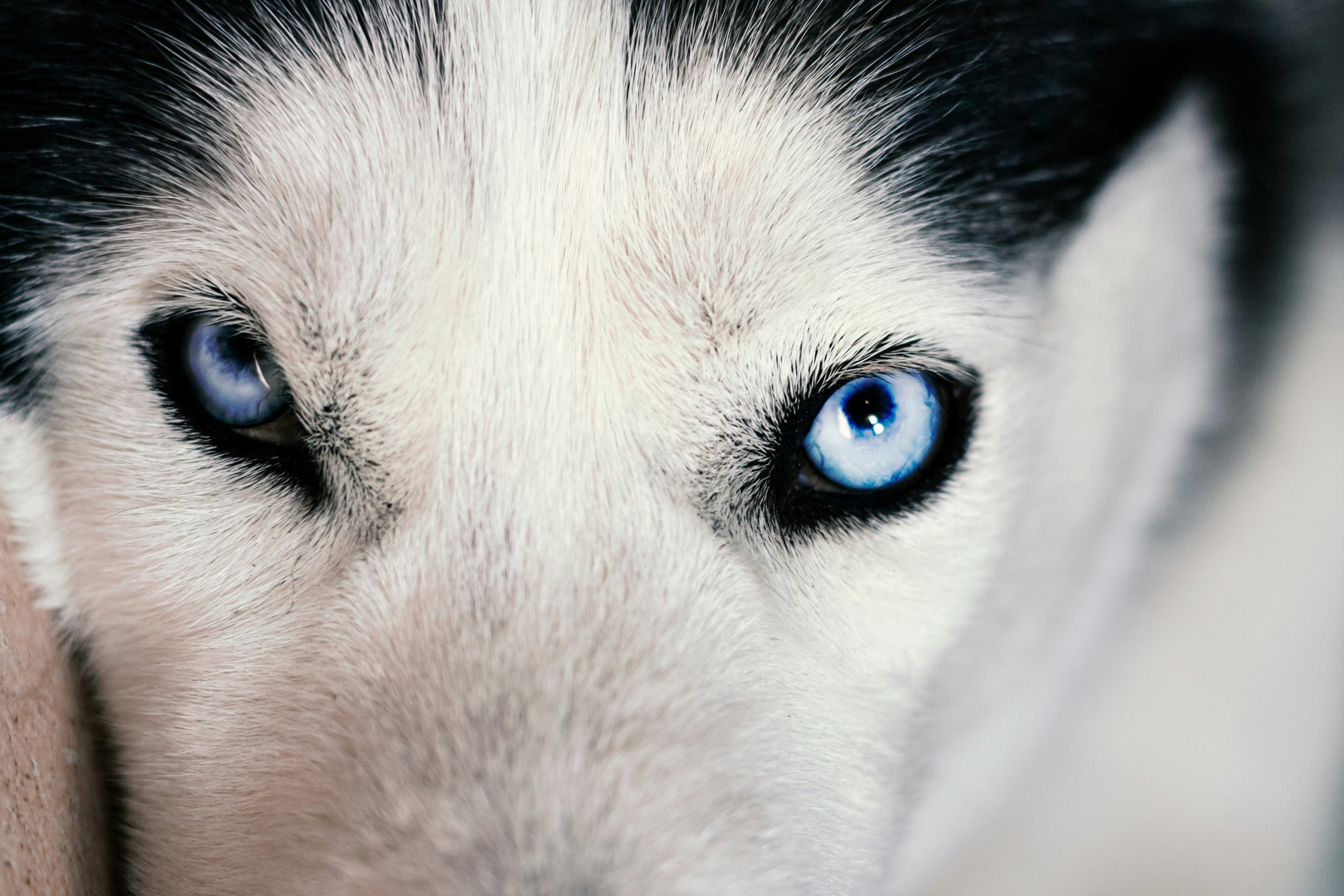 9 Common Eye Problems in Pets – Part 1
