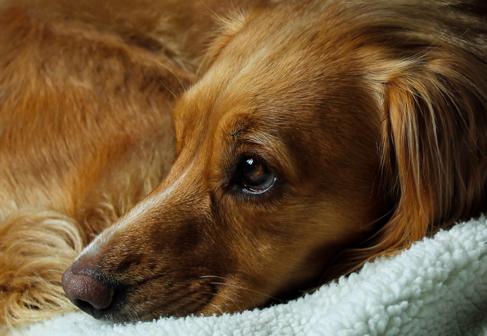 9 Common Eye Problems in Pets – Part 2