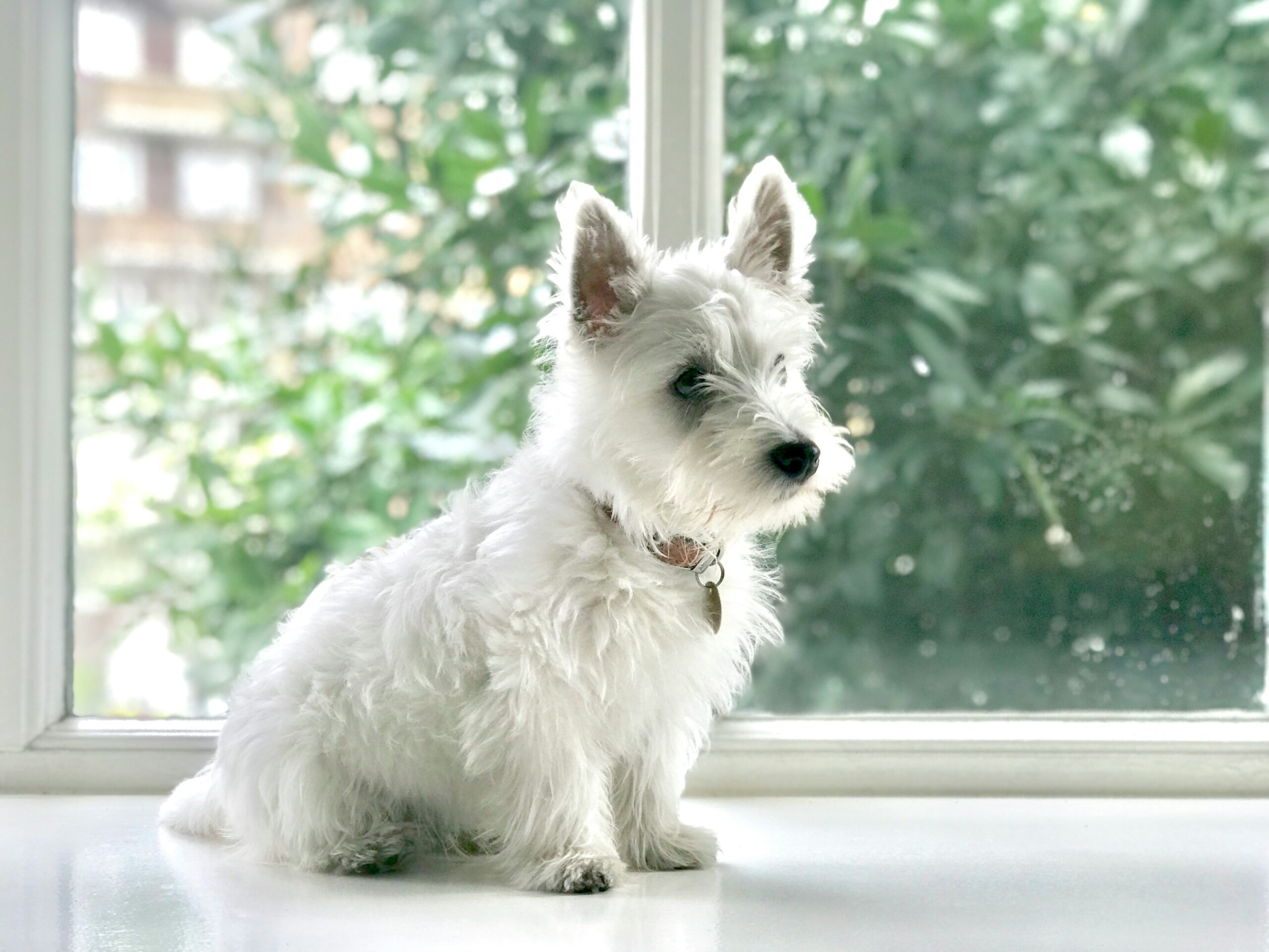 Everything You Need to Know about Addison’s Disease in Dogs