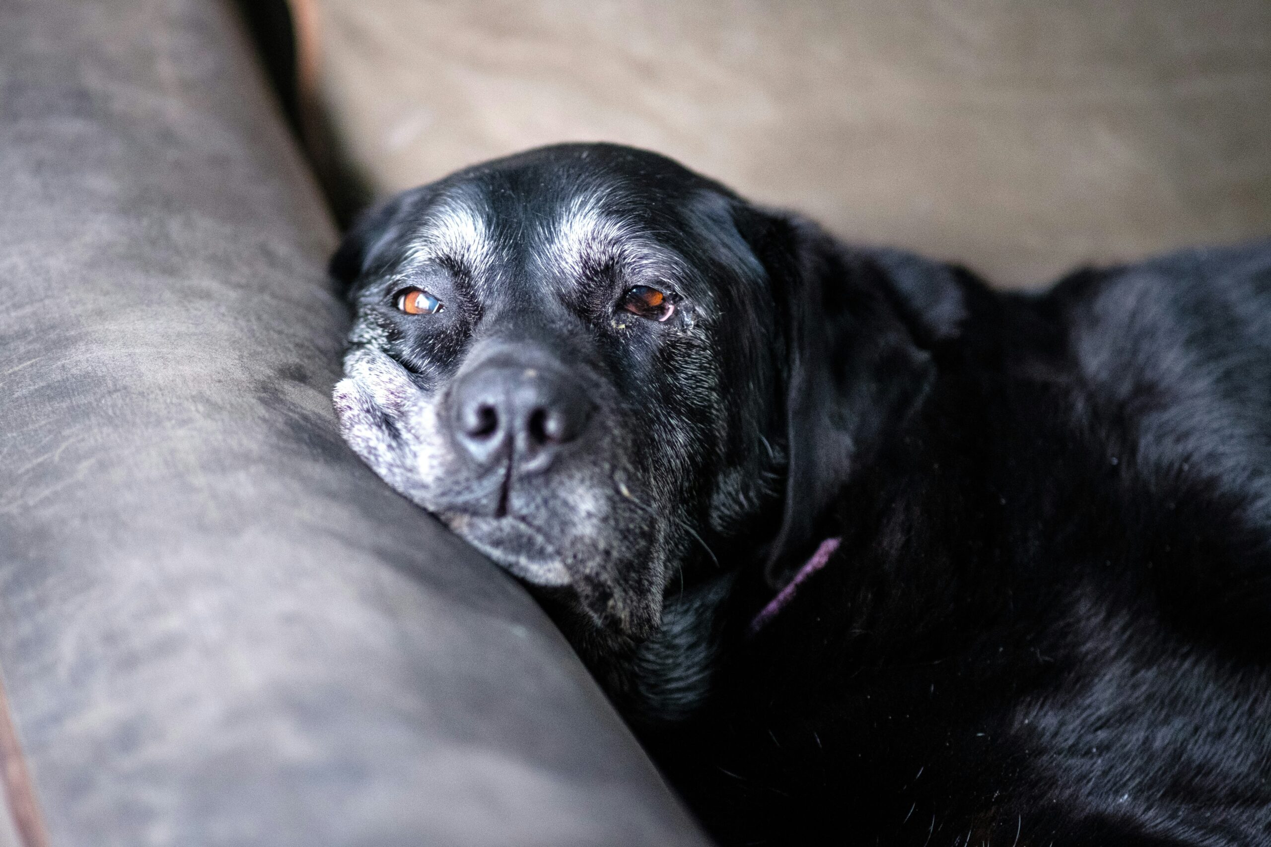 How Can I Help My Dog With Vestibular Disease?