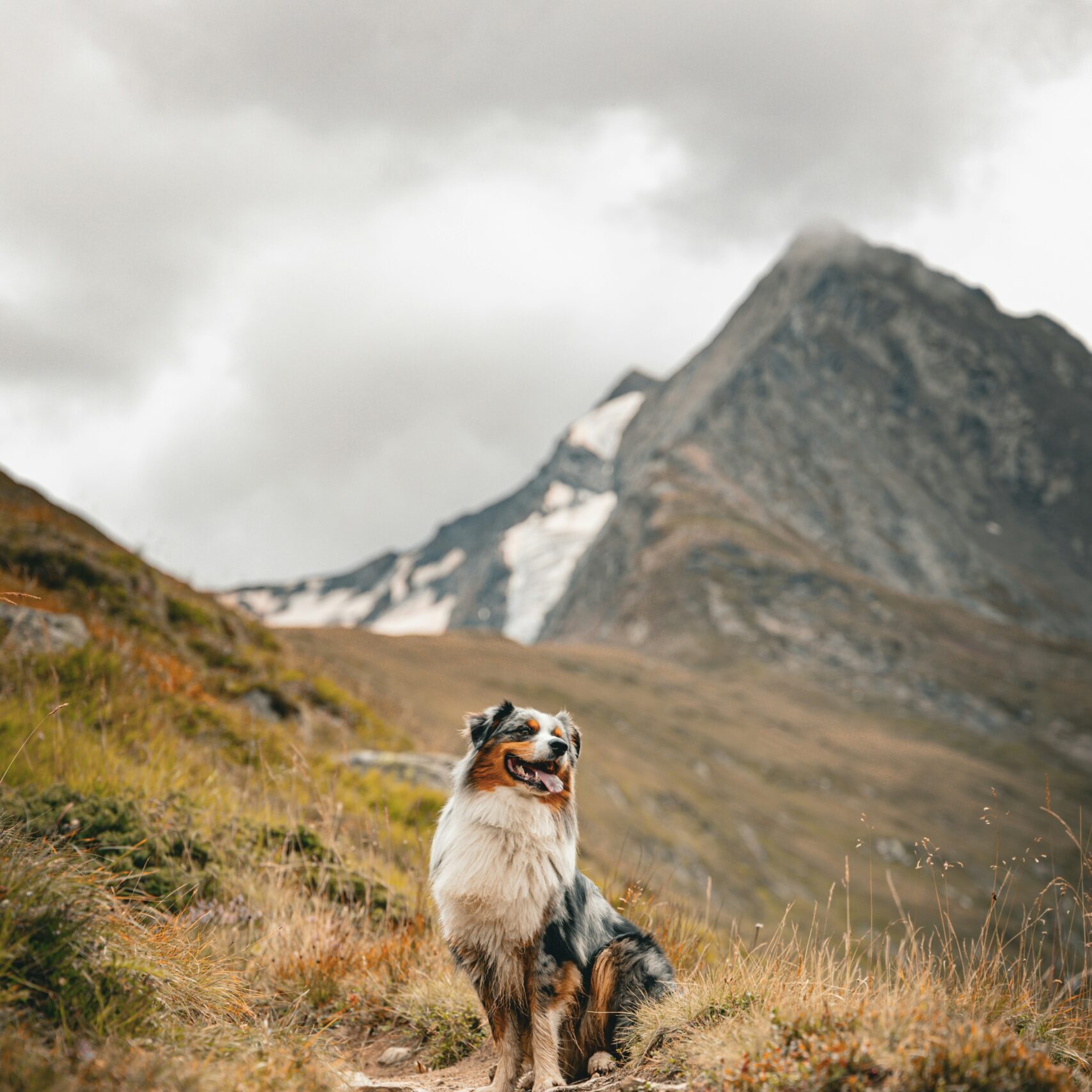 The Lowdown on Rabies