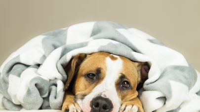 Why Does My Dog Keep Being Sick?