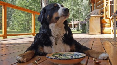 Should I Fast my Cat or Dog?