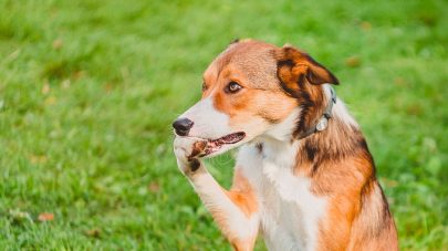 7 Reasons Why My Dog is Biting his Paws