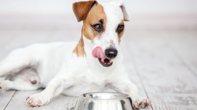 Is My Dog a Carnivore or an Omnivore?