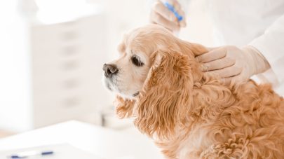 Why Does My Dog Have High Folate Levels?