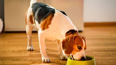 Why Cooked Food is Best for Your Pet’s Kidney and Liver Disease