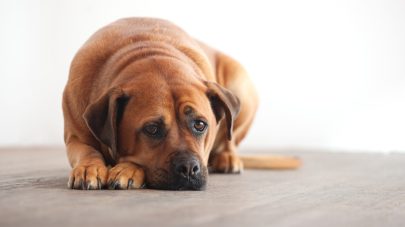 Can Stress Cause My Pet’s Disease?