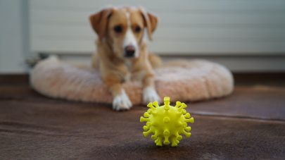 5 Cornerstones of Immunity for your Pet