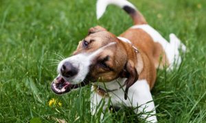 5 reasons why your dog eats grass