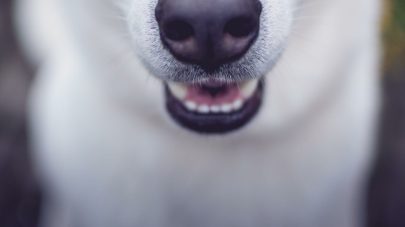 Dental care for your dog