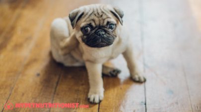 Itchy cats and dogs naturally!