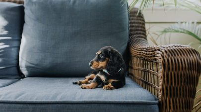 Kidney Disease and Natural Nutrition for your Pet