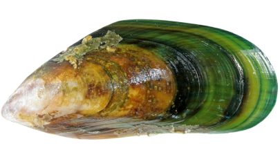Groovy Green Lipped Mussels for Joints