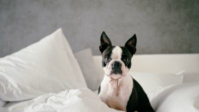 Cancer in Pets Part 1: Immunity and Diet