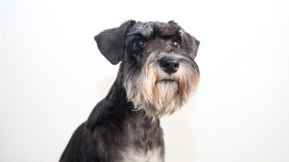 Pancreatitis: Natural Guide for Pets