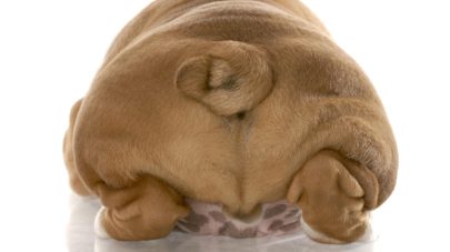 The 4 Corner Stones for Healthy Anal Glands, Naturally