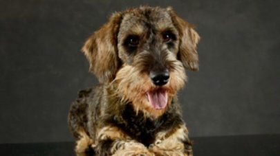 Natural Guide for Acid Reflux in Dogs