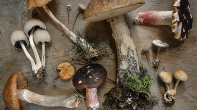 Magic Medicinal Mushrooms for Pets