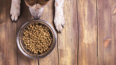 Why Dry Food is Not Good for your Pets