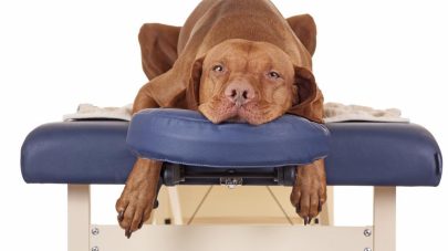 Dog Massage – What you Need to Know
