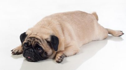 Obesity and Musculoskeletal Health in Dogs
