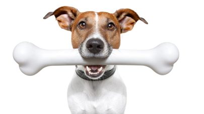 Why Dogs Need To Chew