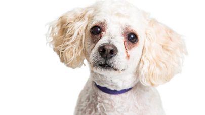 Tear Stains: Is Your Dog A Cry Baby