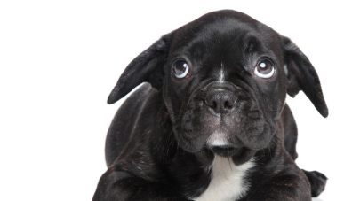 6 Nutritional Tips for Your Anxious Dog