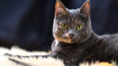 What Food Should My Cat Eat?