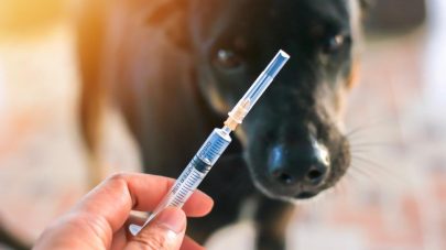 Vaccinosis: Damage Vaccinations Can Cause Your Pet
