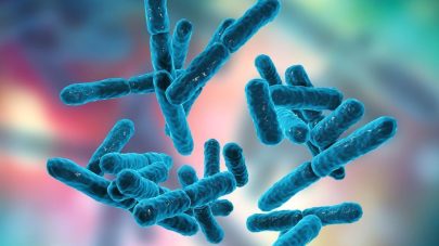 Bugs and Behaviour in Dogs