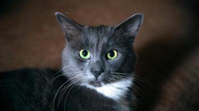 Kidney Disease in Cats