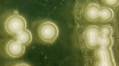 Is Your Dog A Yeasty Beast?